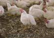 %100 döllü etlik tavuk yumurtası 65krs