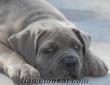 CANE CORSO FCI SECERELİ FORMENTINO BEBEKLER