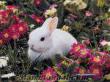 Damızlık Tavşanlar, kaliforniya, yenizellanda, çeşitler, yavru tavşan üretimi ve