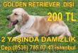 GOLDEN RETRİEVER 2 YAŞINDA DİŞİ SATILIK