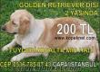 GOLDEN RETRİEVER 2 YAŞINDA DİŞİ SATILIK