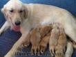 Safkan Golden Retriever Yavruları 1 Aylık