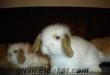 menemen izmir de satılık hollanda lop tavşanı yavruları