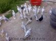 20 tane satılık güvercin