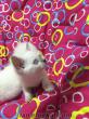 Chinchilla Ankara melezi dişi yavru kedi