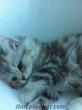 Satılık yavru kedi scottish