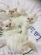 İran himalayan red point beyaz yavru kedi