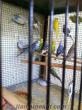 adanadan satılık çekoslovak kırığı kuşlar