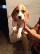 Muhteşem bebek yüzlü Elizabeth beagle yavruları