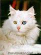 izmirden sahibinden satılık renkli gözlü van kedisi