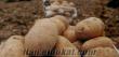 Şuhut Sarı patatesi (Agrıa cinsi ) Afyon Şuhut patatesi