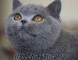 BritishShorthair yada ScottishFold cinsi yavru kedi arıyorum