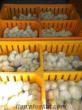 Etlik Beyaz Ve Siyah Hindi pekin ördek ve kaz çeşitleri toplu satış
