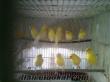 çorluda satılık 2012 malinoa kanarya yavruları