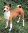 BASENJI SAFKAN ÖZEL Bİ IRK ARAYANLARA