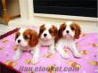 ANNE ALTINDAN TUVALET EĞİTİMLİ CAVALIER KING CHARLES YAVRUSU