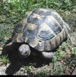 satılık kara kaplumbağası