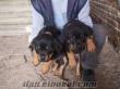 karacadog köpekçilikten satılık ırk köpek