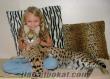 Serval, Ocelots, Savannah and Caracal kittens for sale