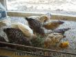 eskişehirde satılık%100 döllü tavuk yumurtası tokat tavuğu