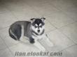 VETERİNER HEKİMDEN SATILIK HUSKY YAVRUSU