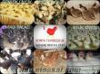 Civciv Yarka Tavuk Hindi Pekin Ördeği Tüm İllere Ücretsiz Kargo
