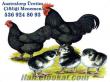 Australorp üretim çiftliği menemenden civciv yumurta ve tavuk satışı
