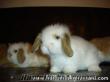 cok sevimli teddy lop tavşanı yavruları