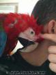 130 gunluk yavru macaw