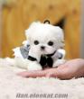 MALTESE TERRIER İDDİALI YAVRULAR