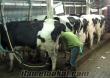 hollanda holstein buzalı süt inekleri satılıktır