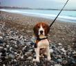 antalyada orijinal beagle