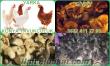 Civciv Pekin Ördeği Hindi Palazı Tüm İllere Ücretsiz Kargo