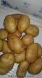 Sivas Gemerek satılık patates