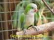 Keşiş Papağanı (Monk Parakeet)
