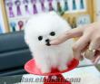 POMERANIAN BEYAZ MINI SIZE YAVRU