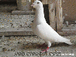 Adana Kiremithanede posta güvercini