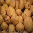 Provento Patates Tohumu