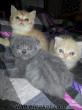 Baba scottish Fold, , , Anne Chinchilla ikiside kendi kedimdir