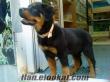 ithal Rottweiler yavrulari