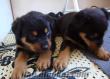 Safkan Orjin Koca Kafa Rottweiler Yavrulari