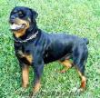 ücretsiz yavru rottweiler arıyoum