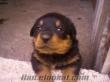 satılık yavru rottweiler