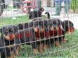 Macar Rottweiler Yavruları