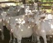balıkesir bigadiçte satılık maltız ada kırması keçiler