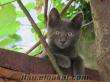 istanbul russian blue kırması 4 aylık yavru kedi