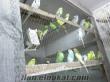 satılık yavru muhabbet kuşları