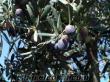 akhisar manisa yeni mahsül siyah sofralık zeytin