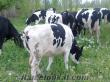 30 ve 35 kgluk süt inekleri ve düveleri