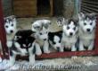 YAVRU HUSKY'LERİMİZ (SİBİRYA KURDU) SİZLERLER